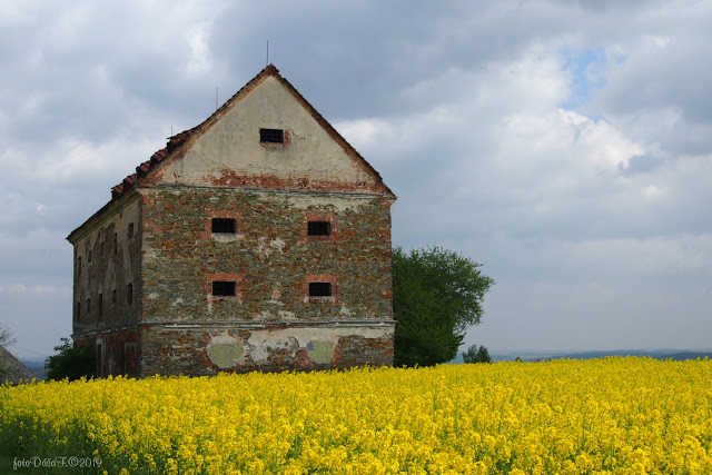 Pampelišková