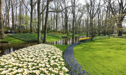 Park Keukenhof a květinová pole /Nizozemí