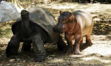 12 pozoruhodných mezidruhových vztahů, které dokazují, že adopce není pouze lidskou záležitostí