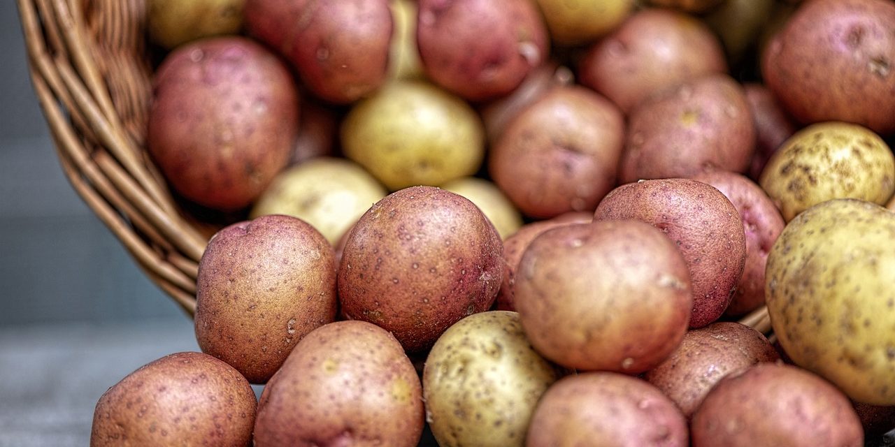 Jak vypěstovat brambory ve slámě