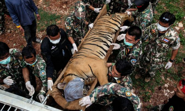 86 tygrů zachráněných z buddhistického chrámu v Thajsku zahynulo ve vládním zařízení.