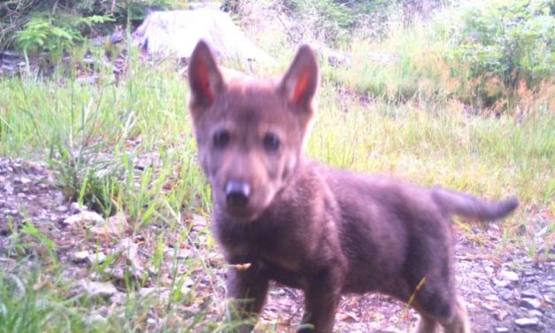 Vlci v pohraniční oblasti Broumovska letos již počtvrté vyvedli mláďata. Smečce se u nás daří.