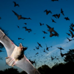 Nová analýza odhalila mnoho způsobů, jak netopýři loví své jídlo, jak nadaní jsou tito noční letci.