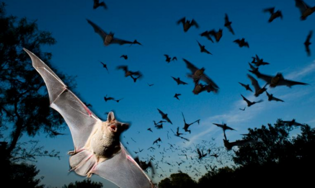 Nová analýza odhalila mnoho způsobů, jak netopýři loví své jídlo, jak nadaní jsou tito noční letci.