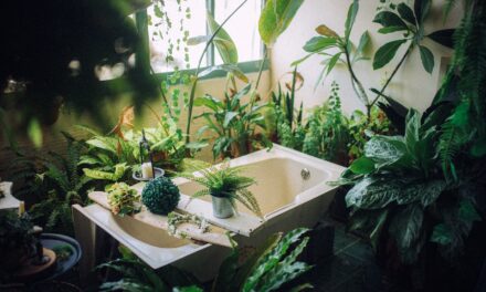 Pokojové rostliny v koupelně? Rozhodně ano