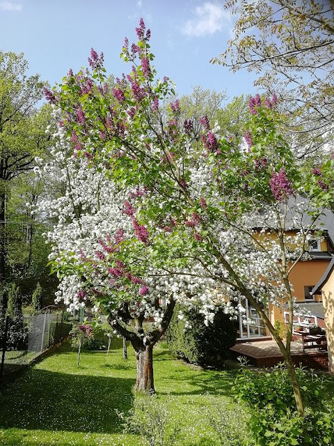 Rozkvetlý duben